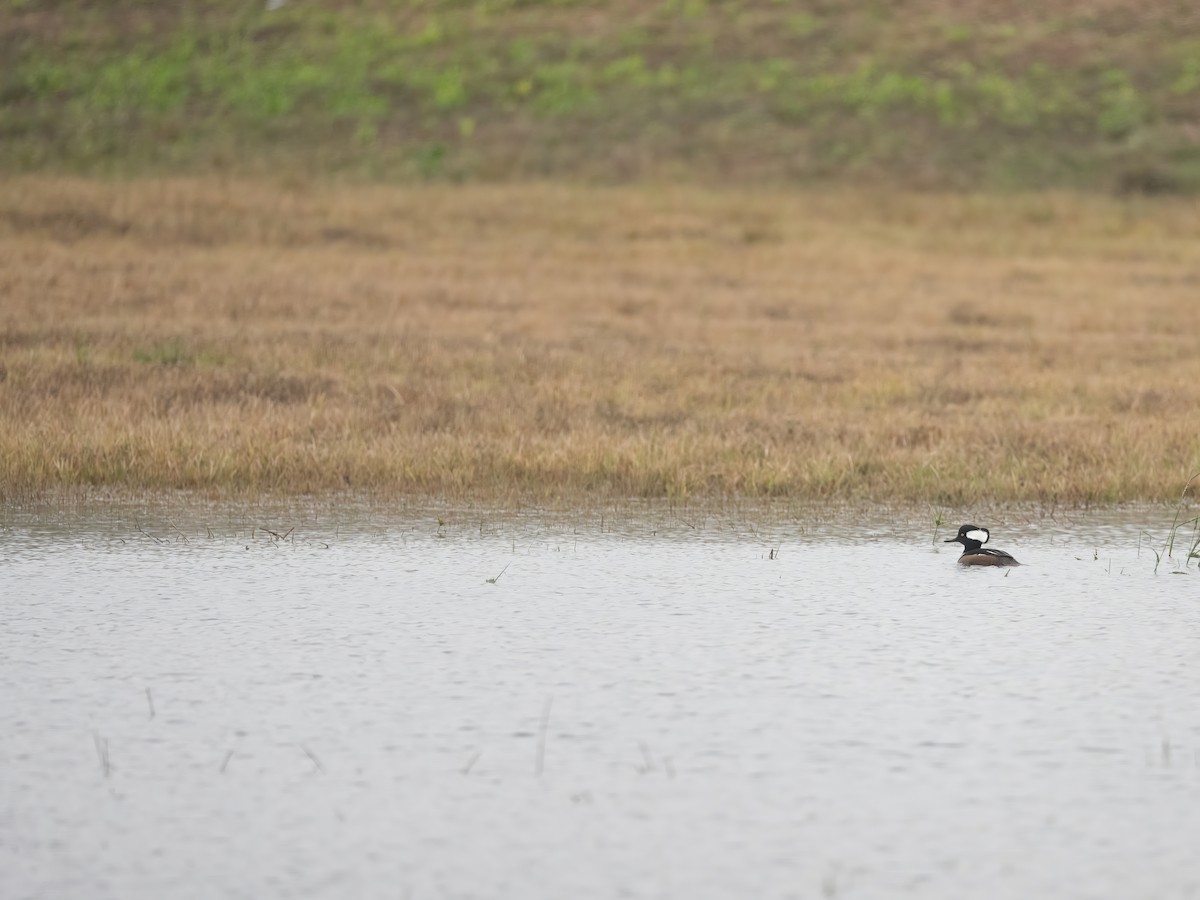 מרגון מקושט - ML646393364