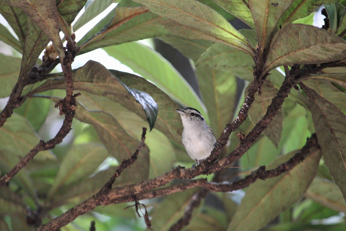Black-capped Antwren - ML646393365