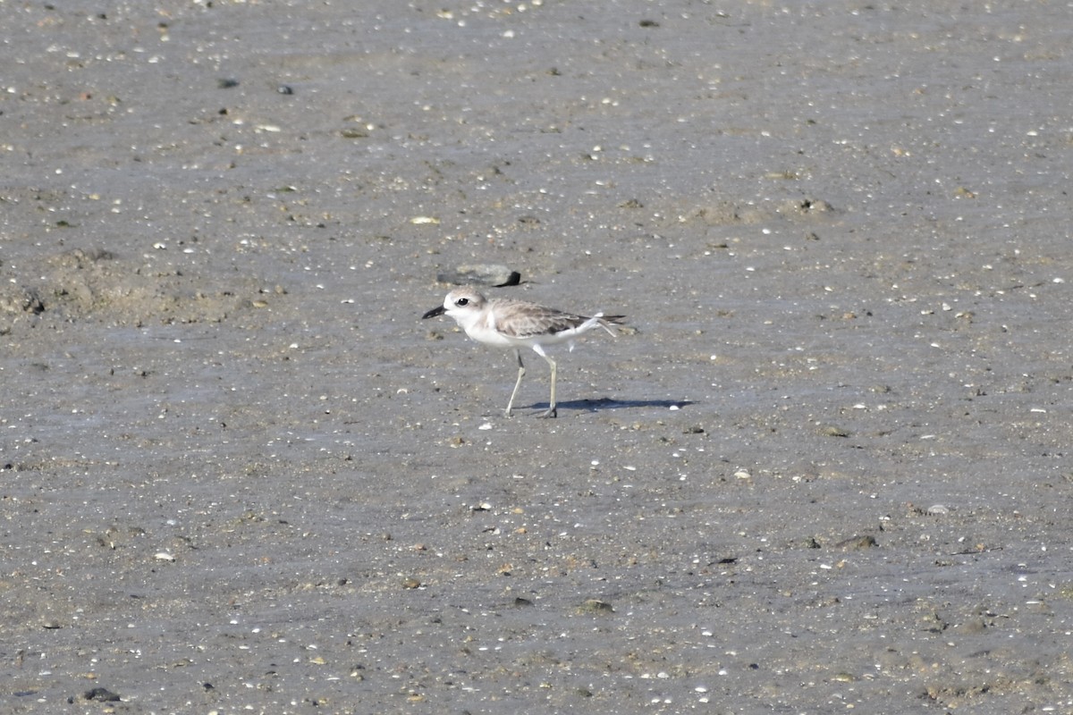 חופמי חוף - ML646393366