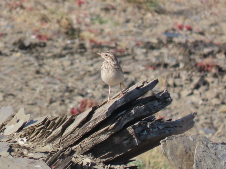 פפיון צהוב - ML646393368