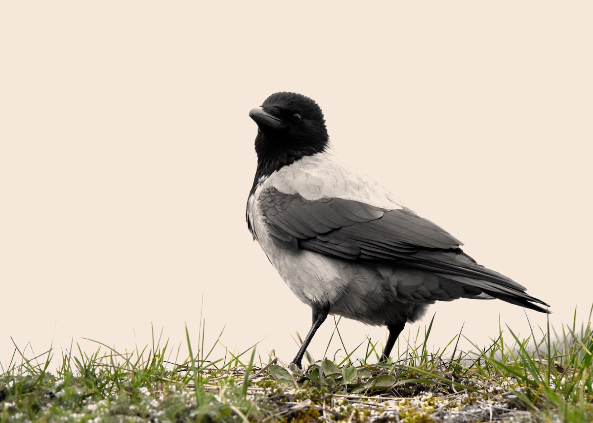 עורב אפור - ML646393370