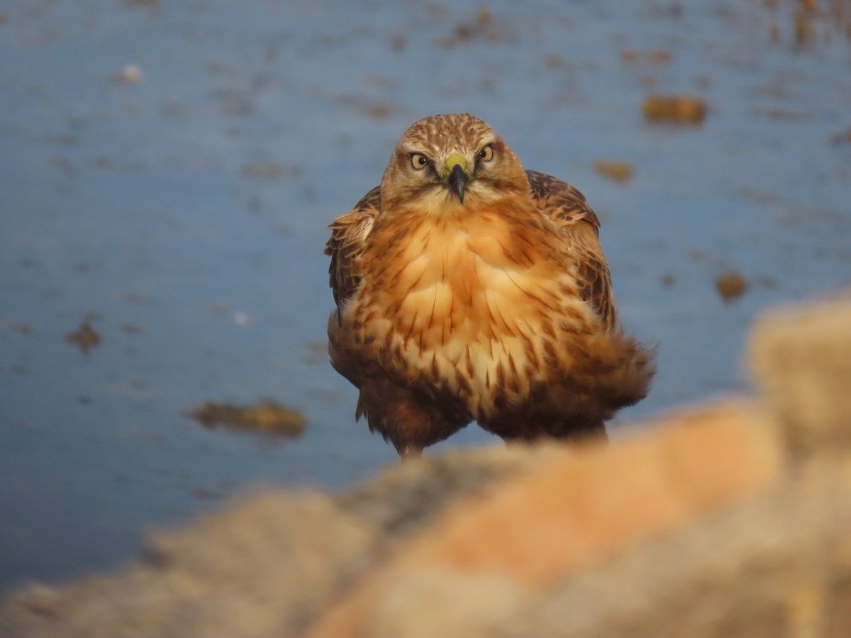 עקב עיטי - ML646393371