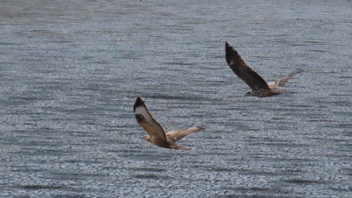 עקב עיטי - ML646393372