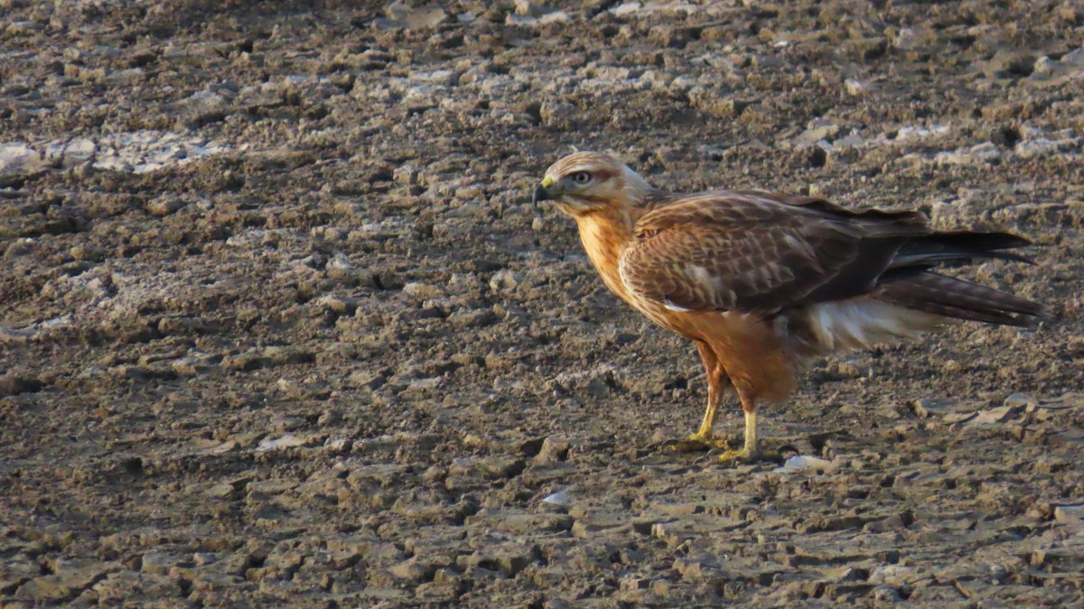 עקב עיטי - ML646393373