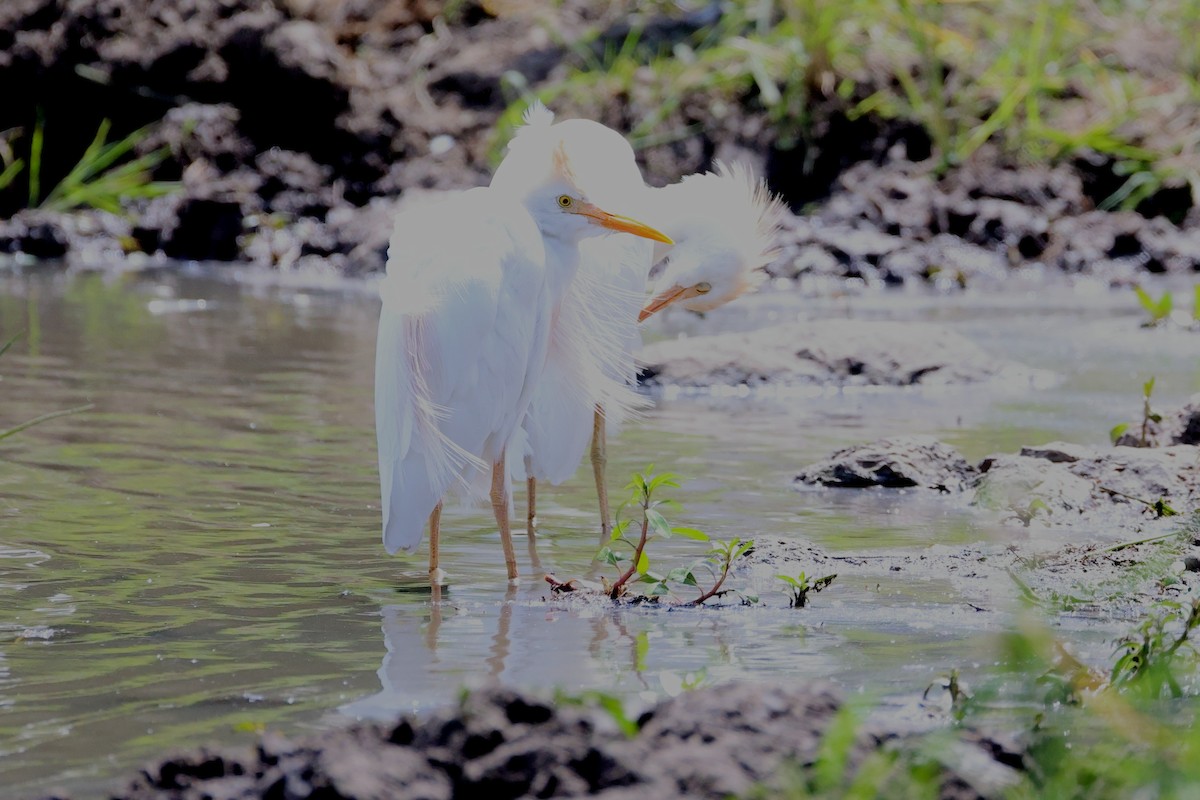 אנפית בקר מערבית - ML646393374