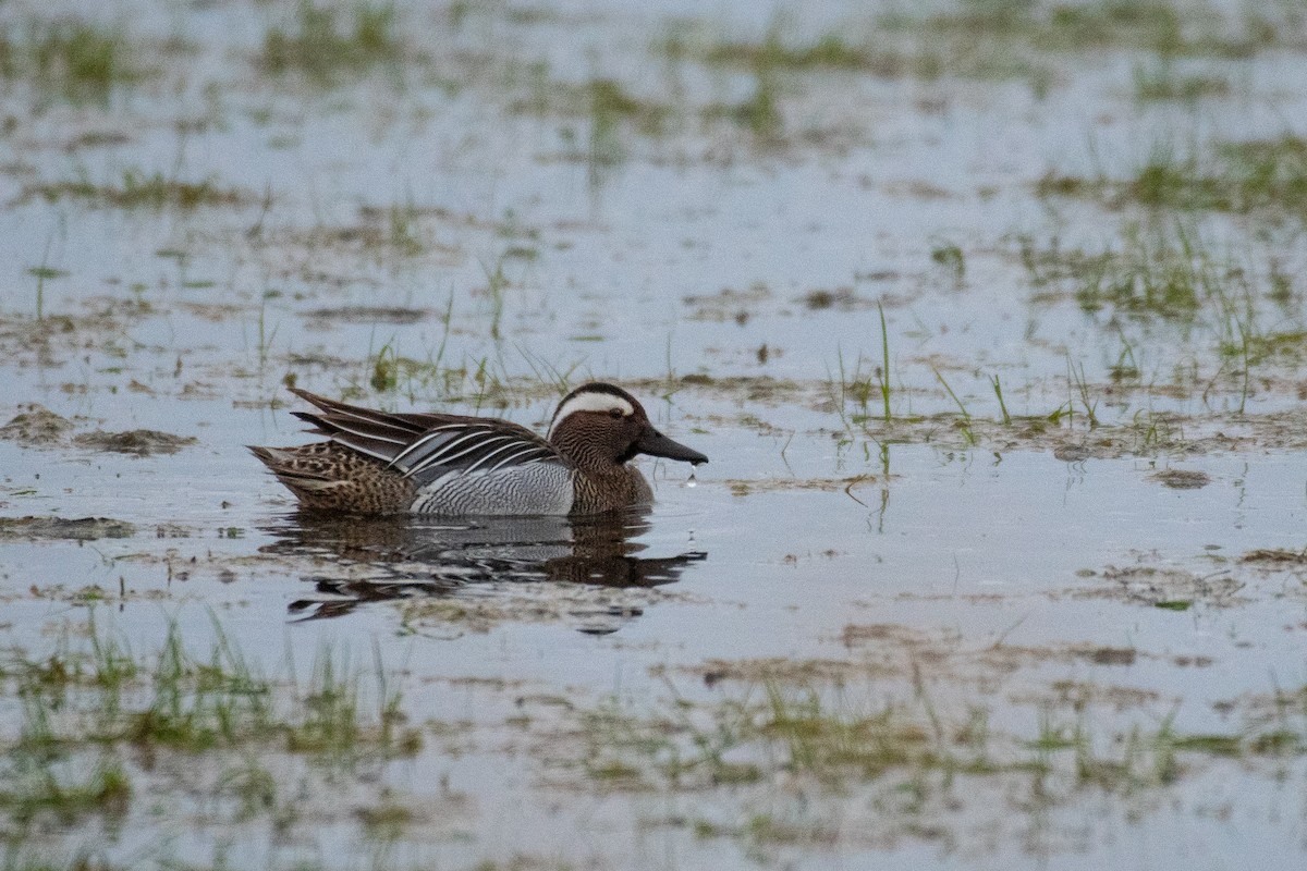 קרקיר - ML646393377