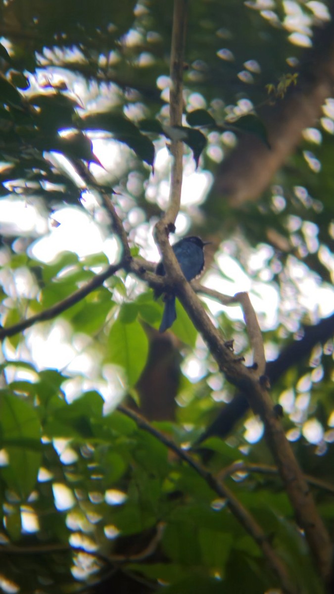 Philippine Drongo-Cuckoo - ML646393378