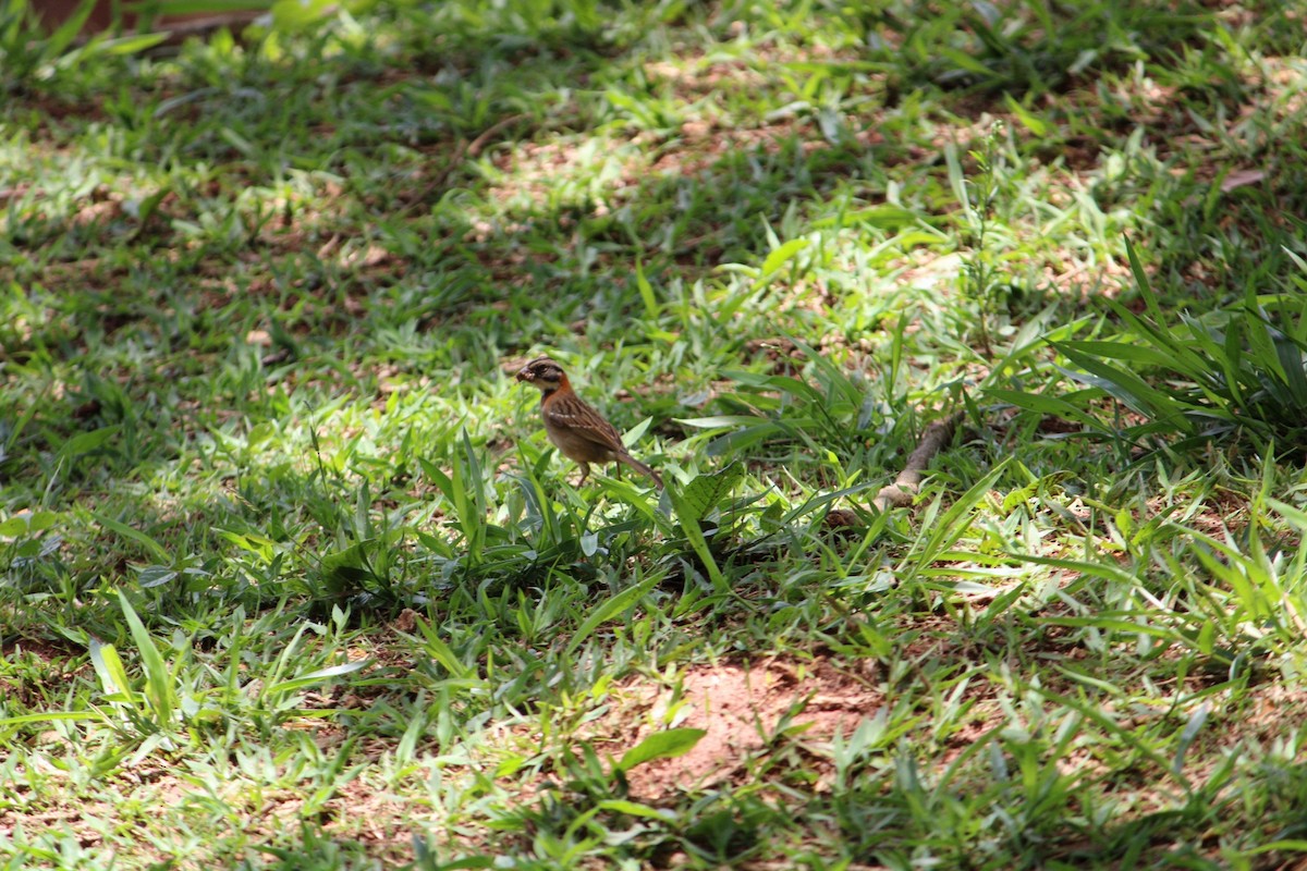 Rufous-collared Sparrow - ML646393381