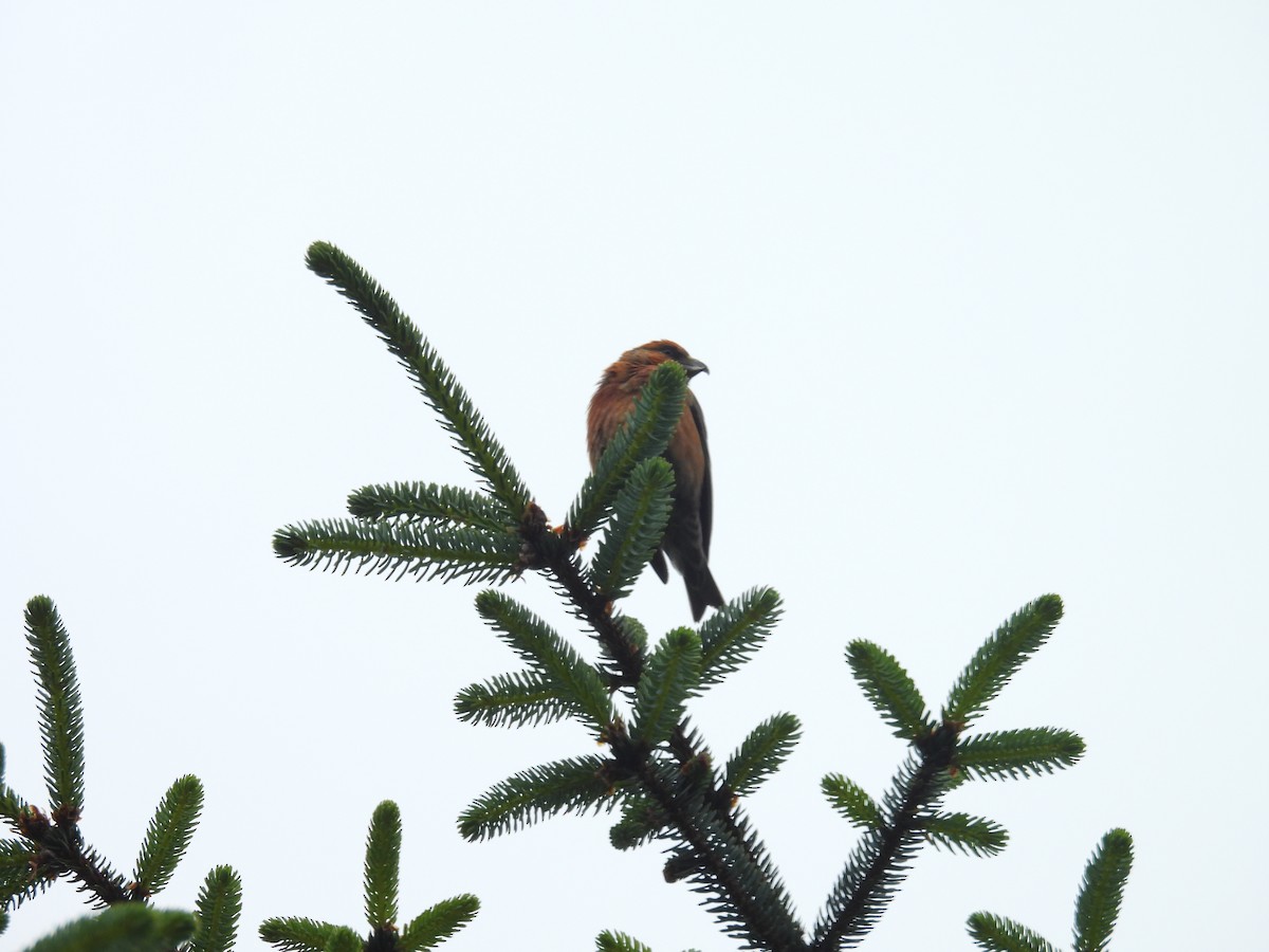 צלוב-מקור אדום - ML646393382