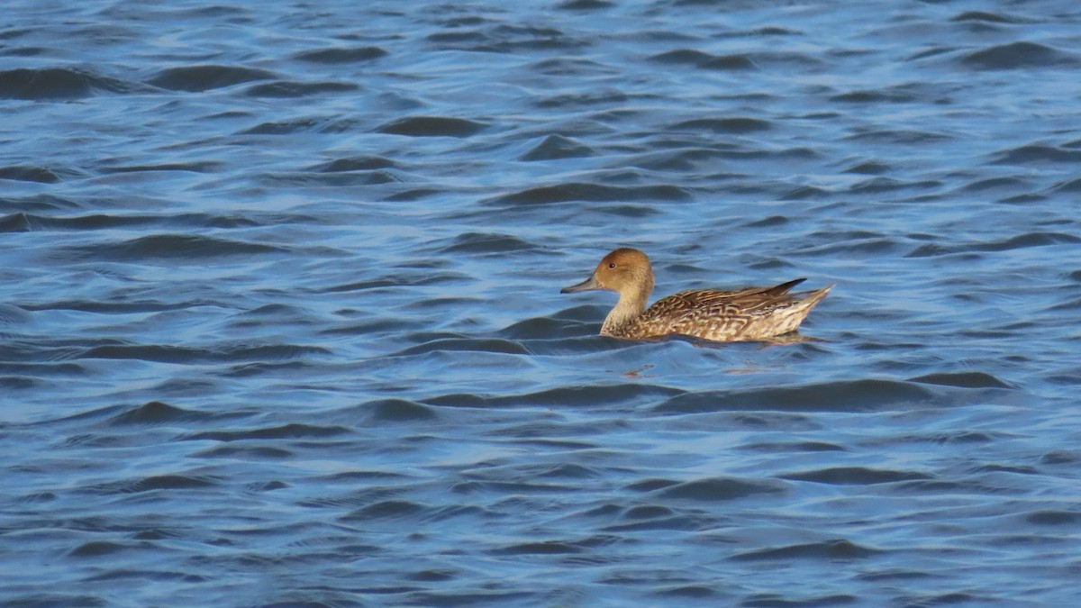 ברווז חד-זנב - ML646393383