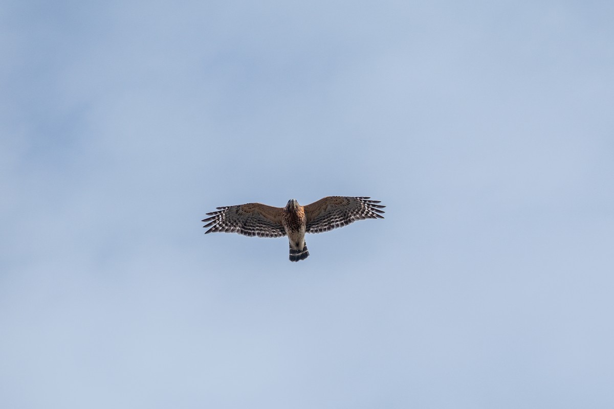 Red-shouldered Hawk - ML646393384