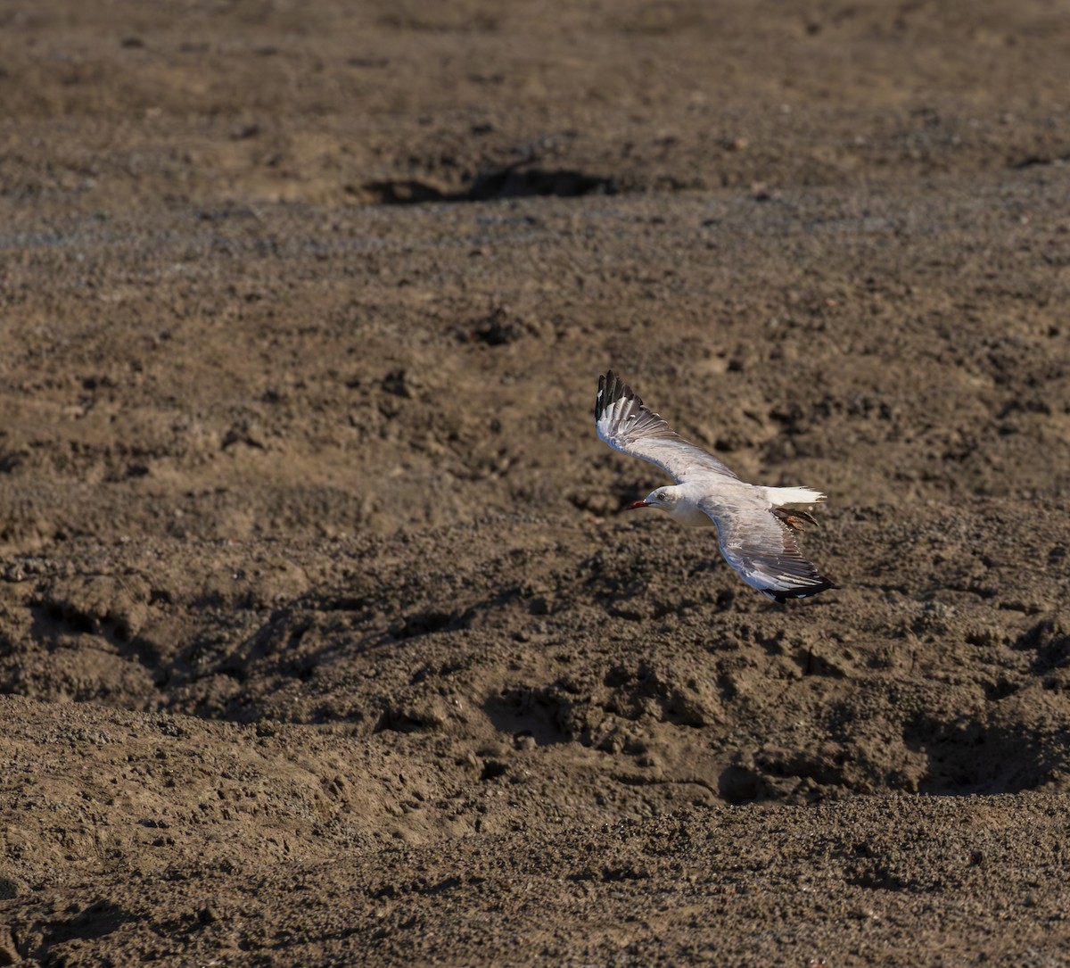 שחף אפור-ראש - ML646393385