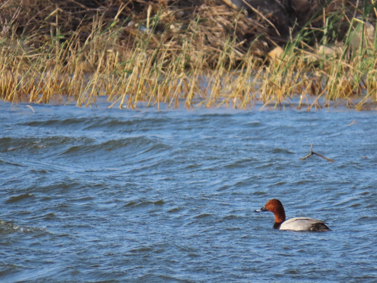 צולל חלודי - ML646393386