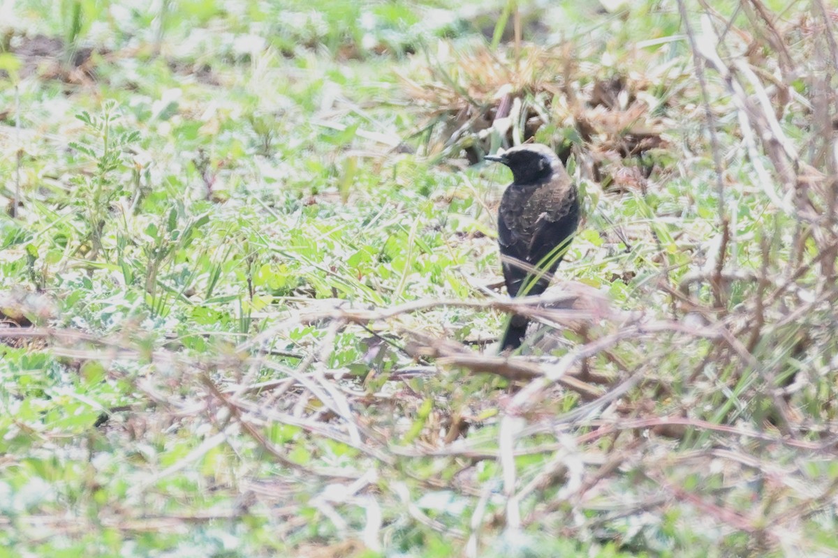 סלעית שיחים - ML646393389