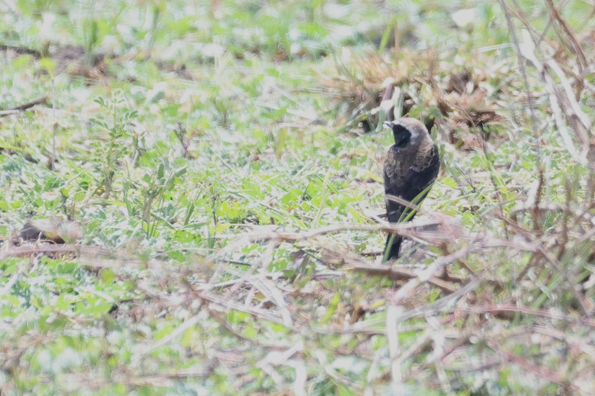 סלעית שיחים - ML646393390