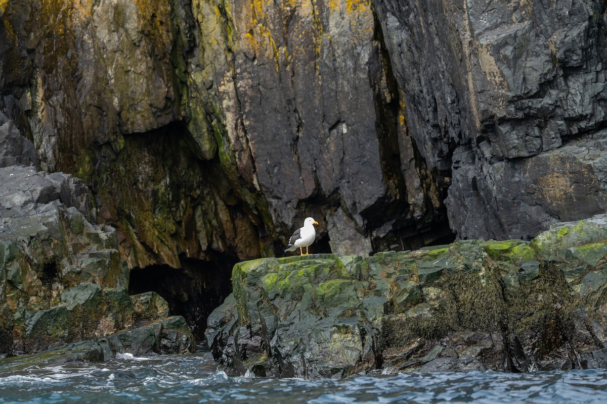 Доминиканская чайка - ML646393391