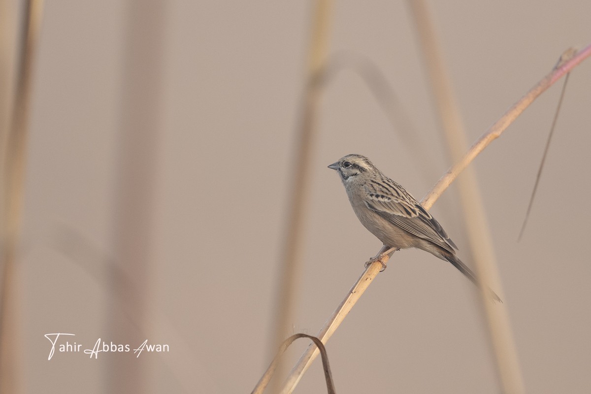 Rock Bunting - ML646393394