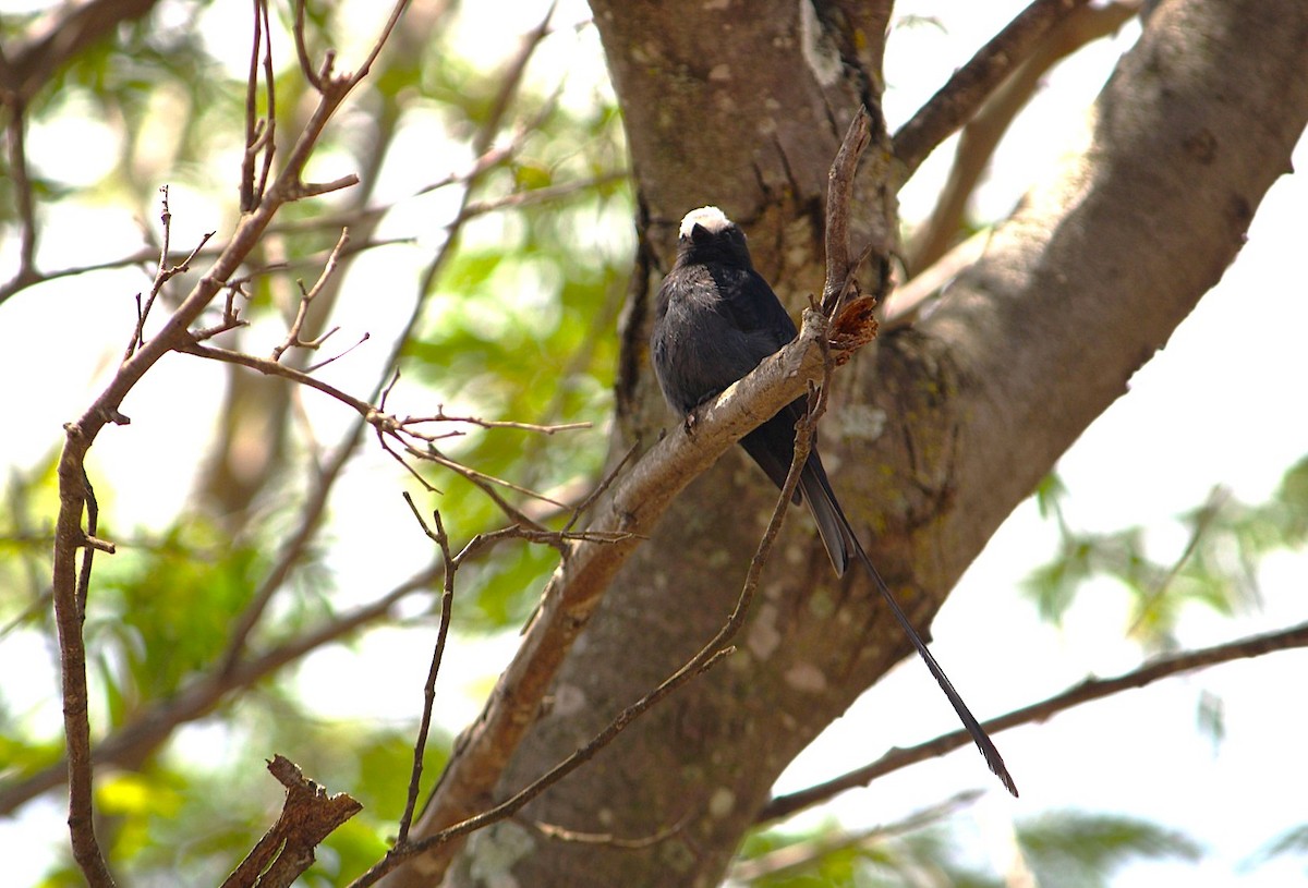 Long-tailed Tyrant - ML646393400