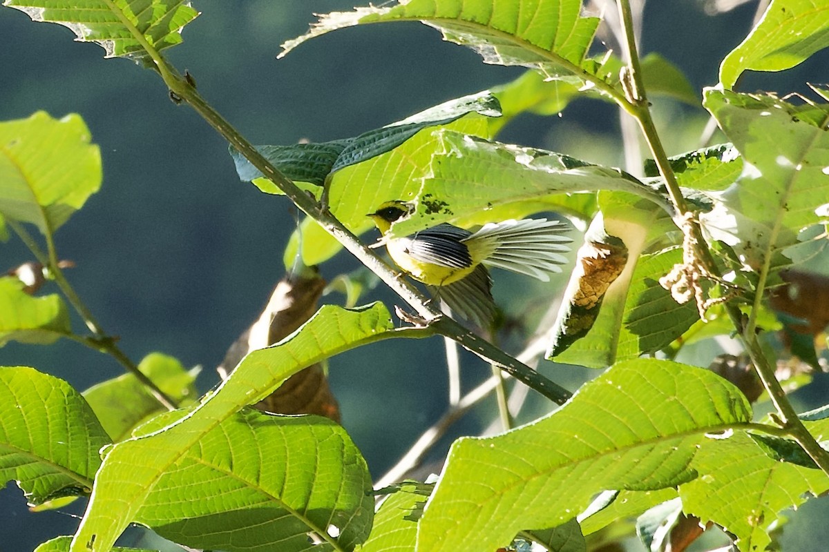 Yellow-bellied Fairy-Fantail - ML646393401