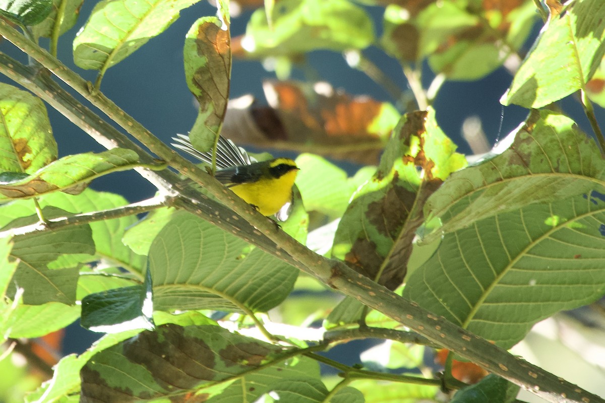 Yellow-bellied Fairy-Fantail - ML646393402
