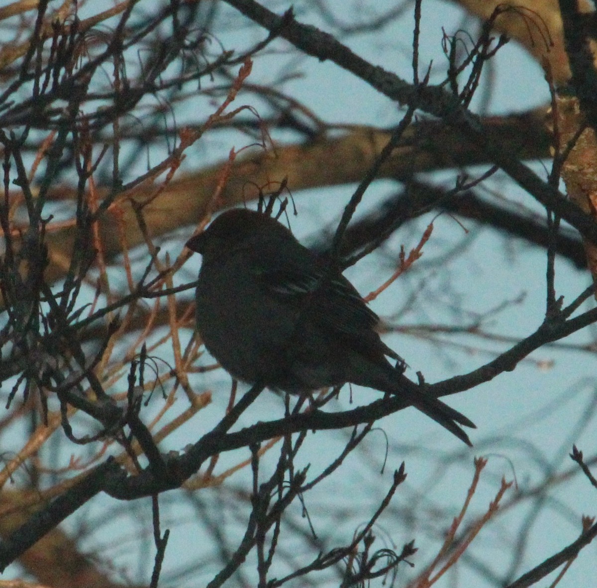 ギンザンマシコ - ML646393405