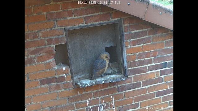 תנשמת לבנה - ML646393406