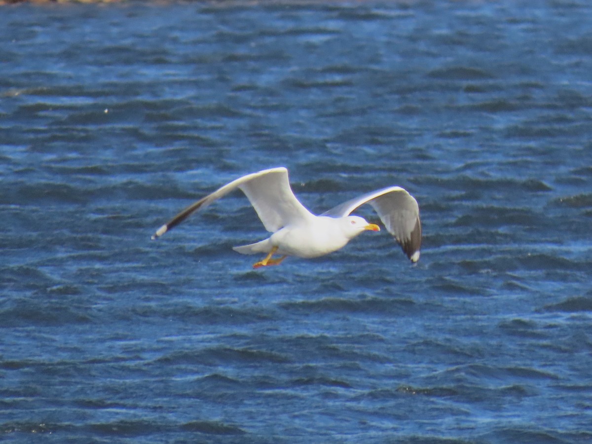 Yellow-legged Gull - ML646393407