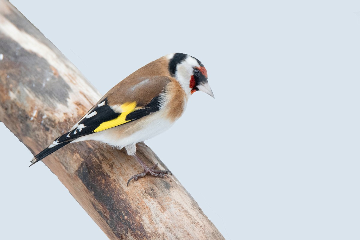 Бор бужирга - ML646393411