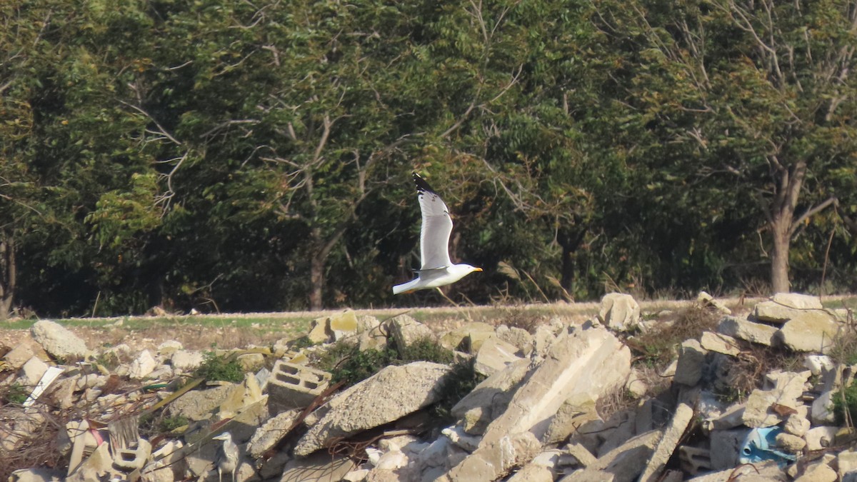 Yellow-legged Gull - ML646393413