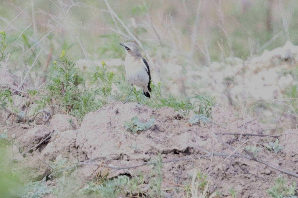 Адууч чогчиго - ML646393416