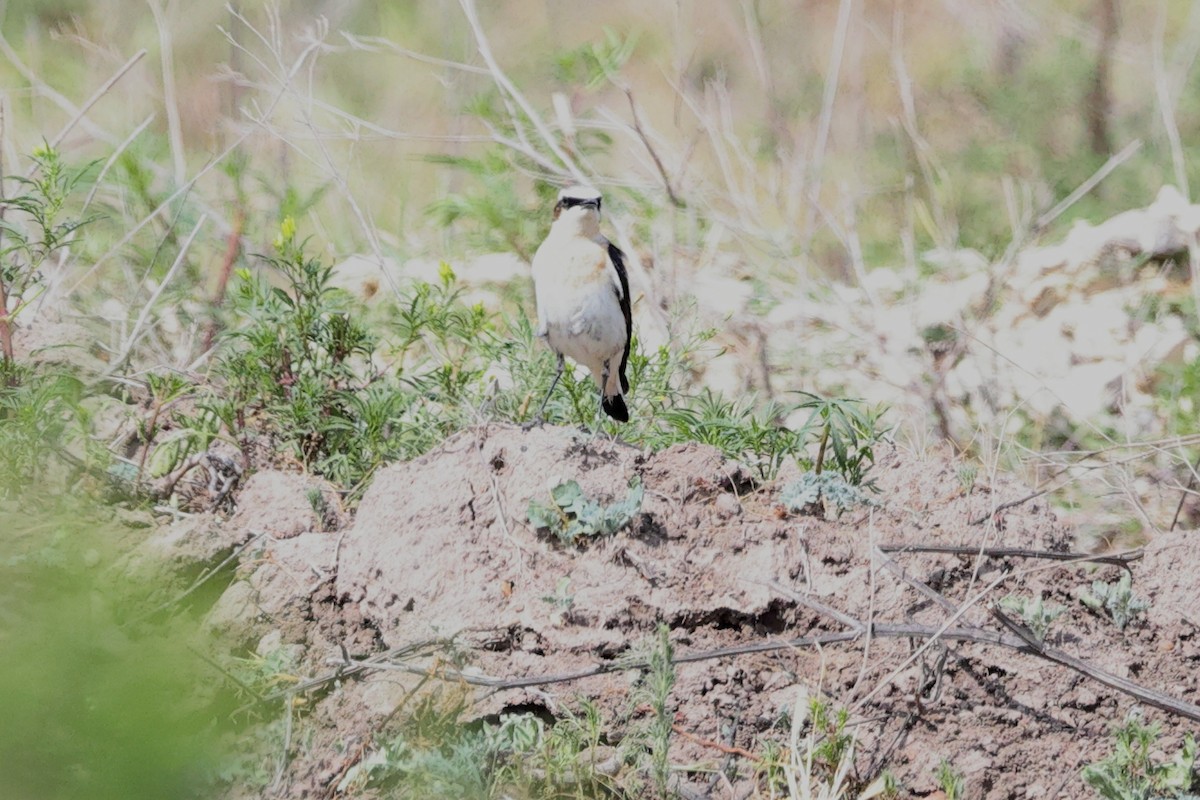 Адууч чогчиго - ML646393418