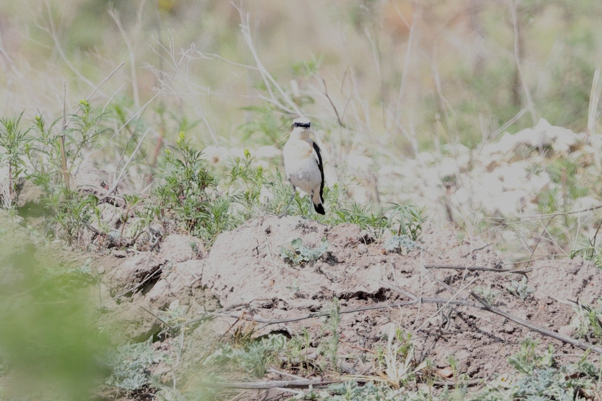 Адууч чогчиго - ML646393419