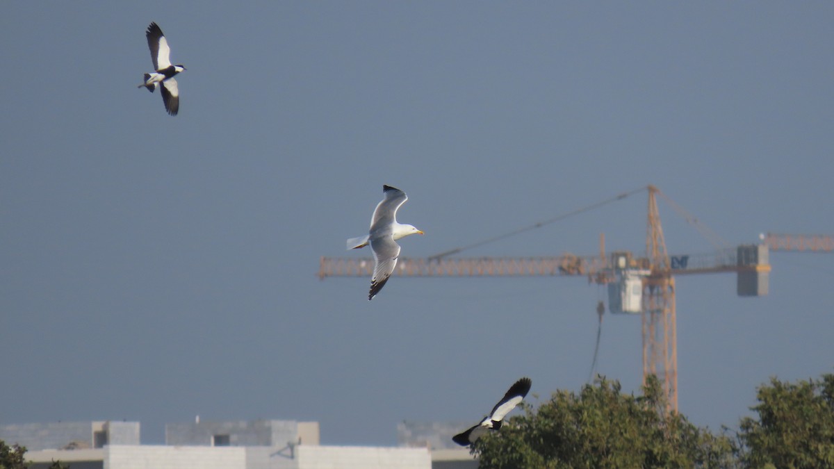 Yellow-legged Gull - ML646393420