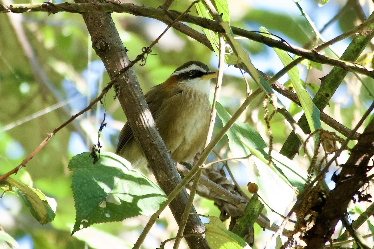 Streak-breasted Scimitar-Babbler - ML646393421