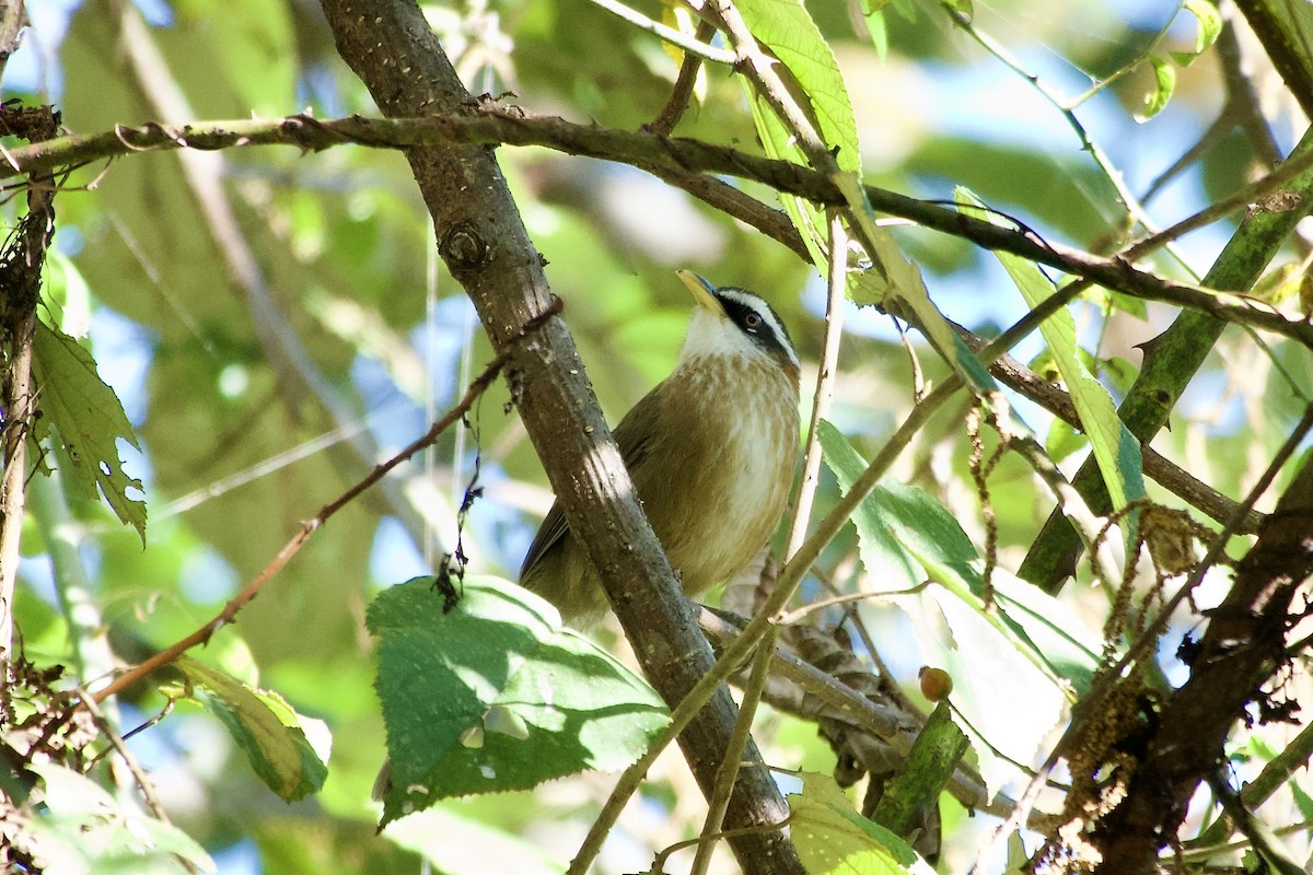 Streak-breasted Scimitar-Babbler - ML646393422