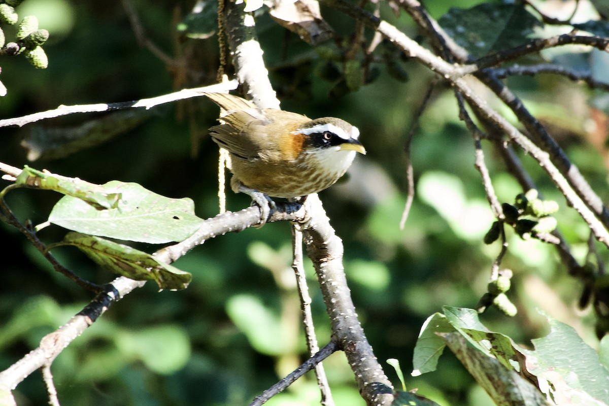 Streak-breasted Scimitar-Babbler - ML646393423