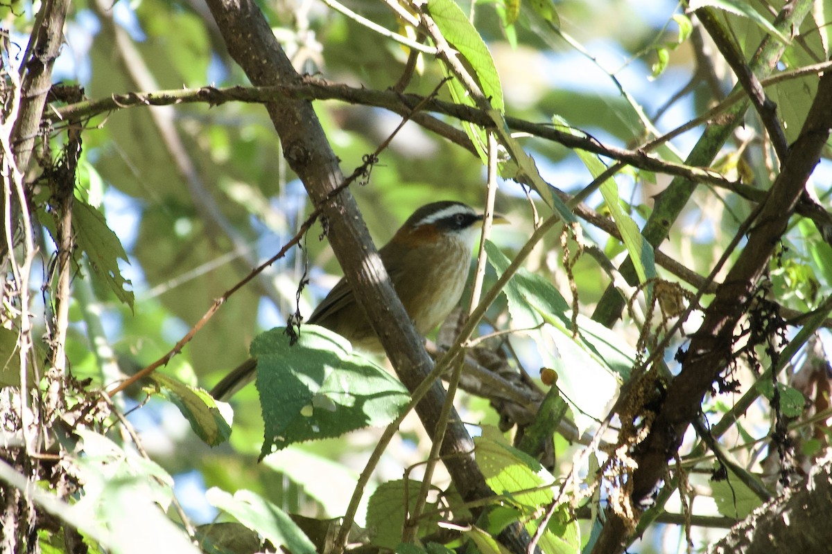 Streak-breasted Scimitar-Babbler - ML646393424