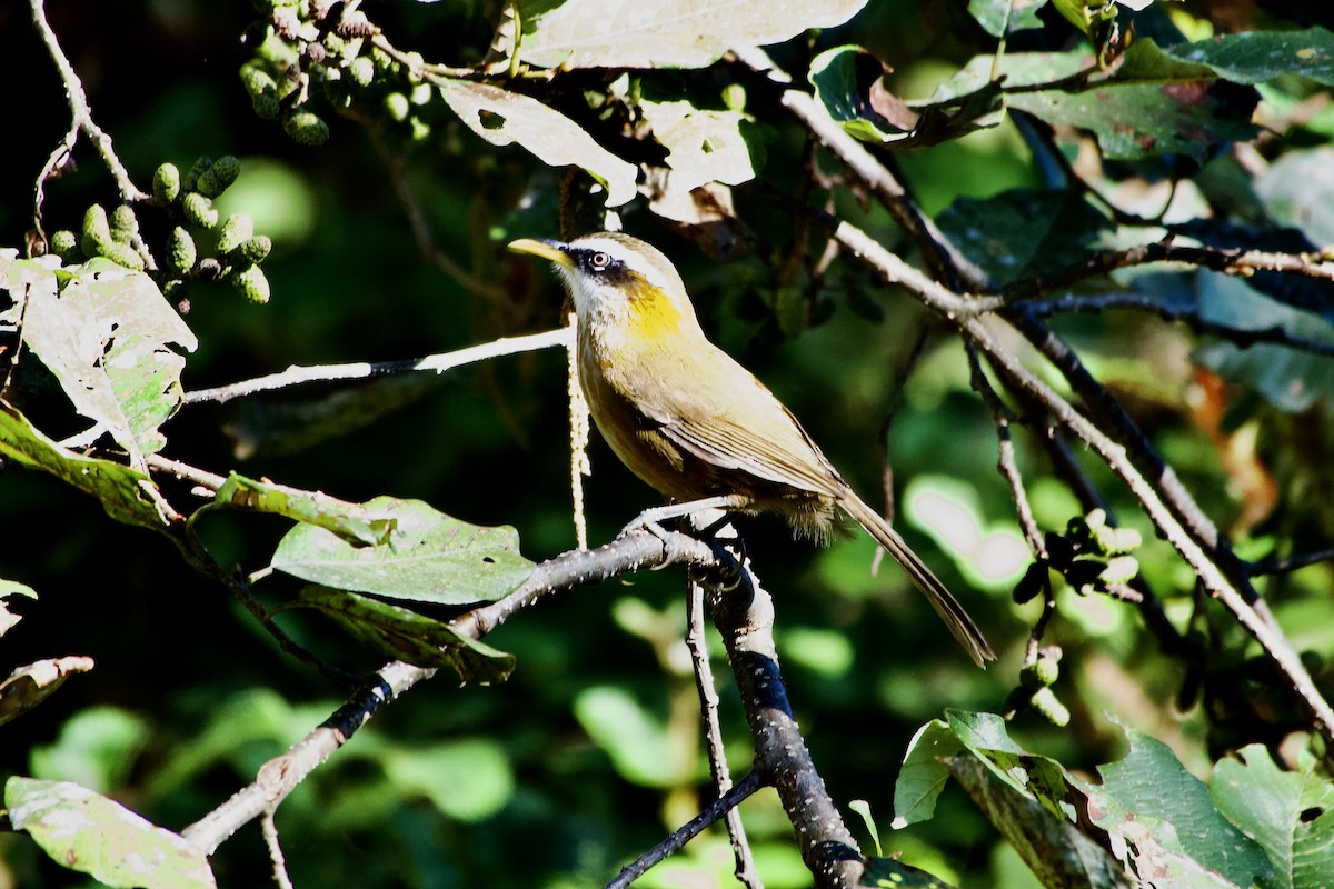 Streak-breasted Scimitar-Babbler - ML646393425