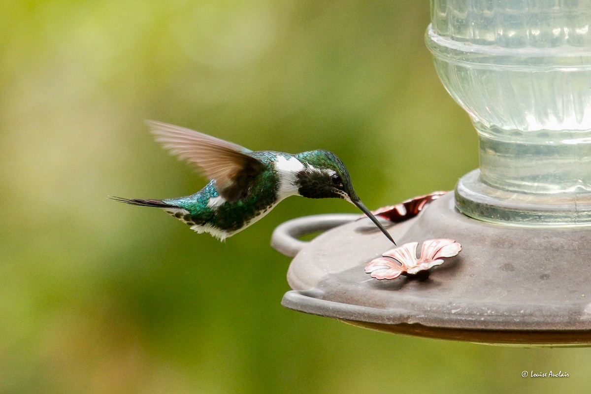 White-bellied Woodstar - ML646393426