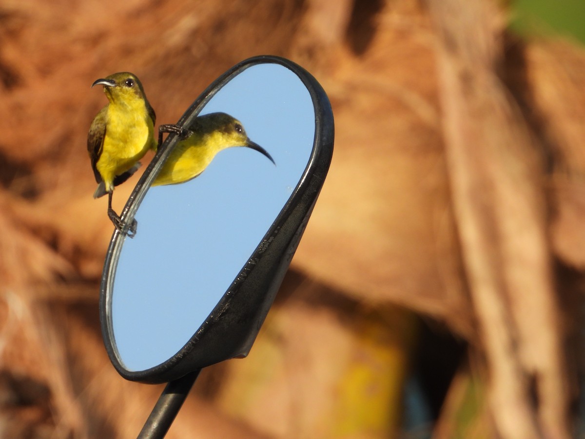 Ornate Sunbird - ML646393427