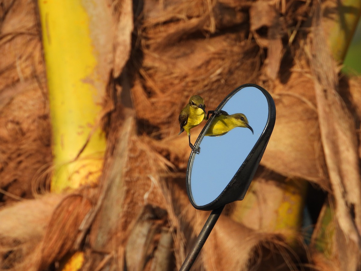 Ornate Sunbird - ML646393428