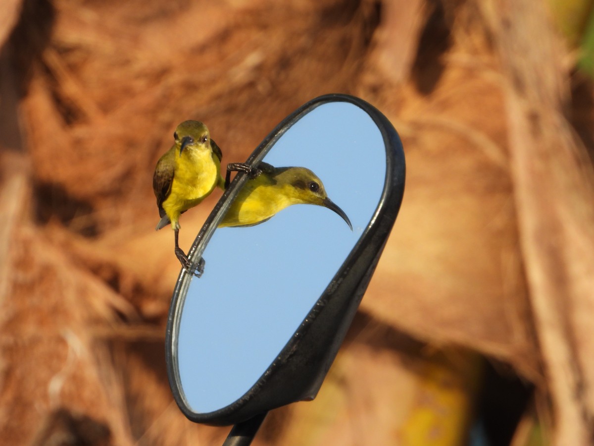 Ornate Sunbird - ML646393429