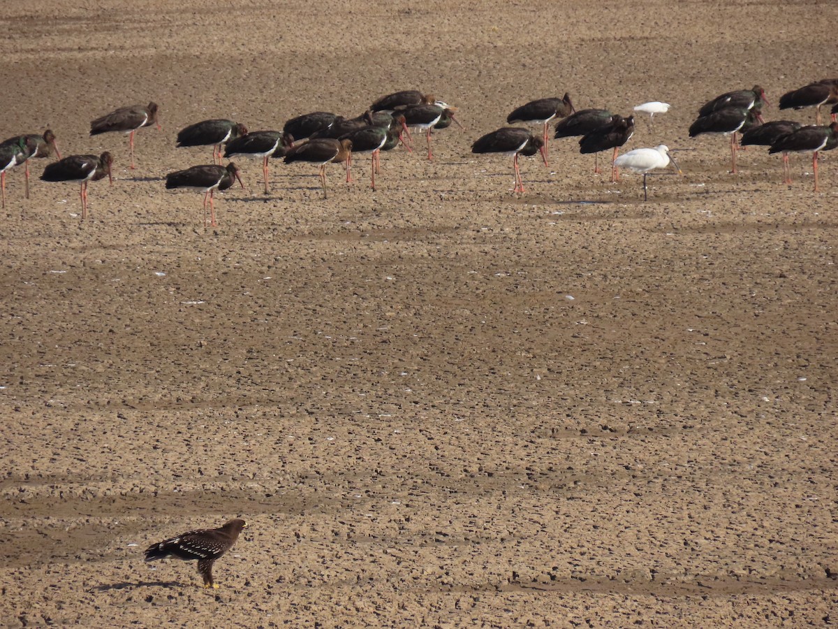 Greater Spotted Eagle - ML646393430