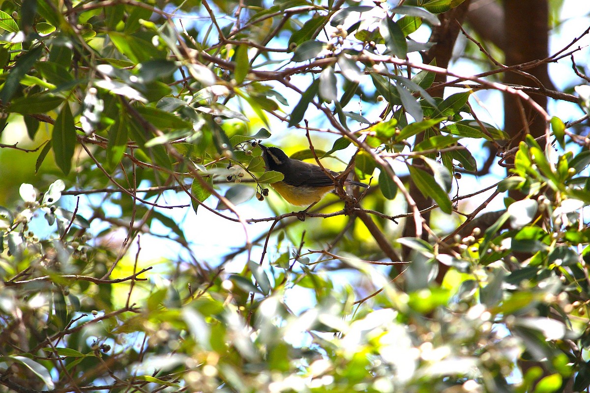 Bananaquit - ML646393432
