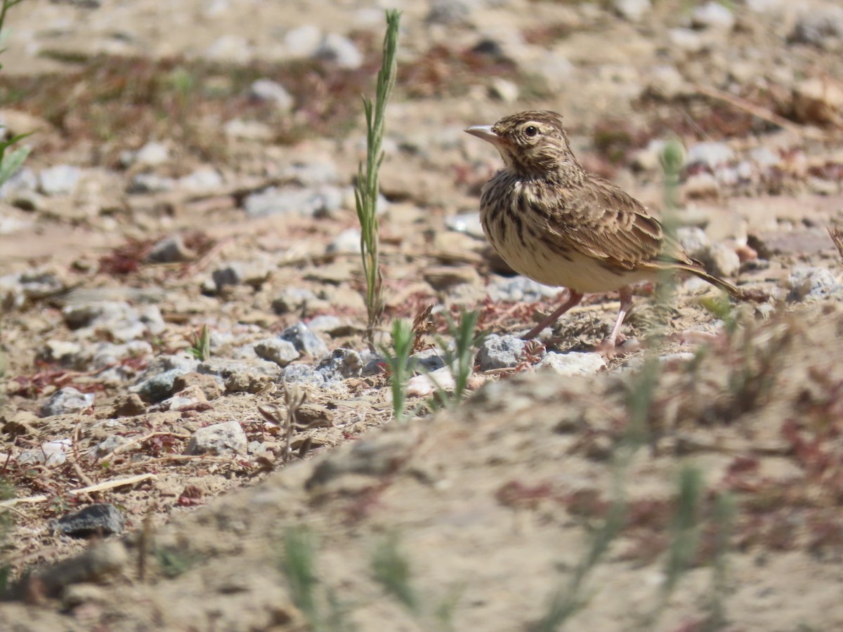 Thekla's Lark - ML646393433