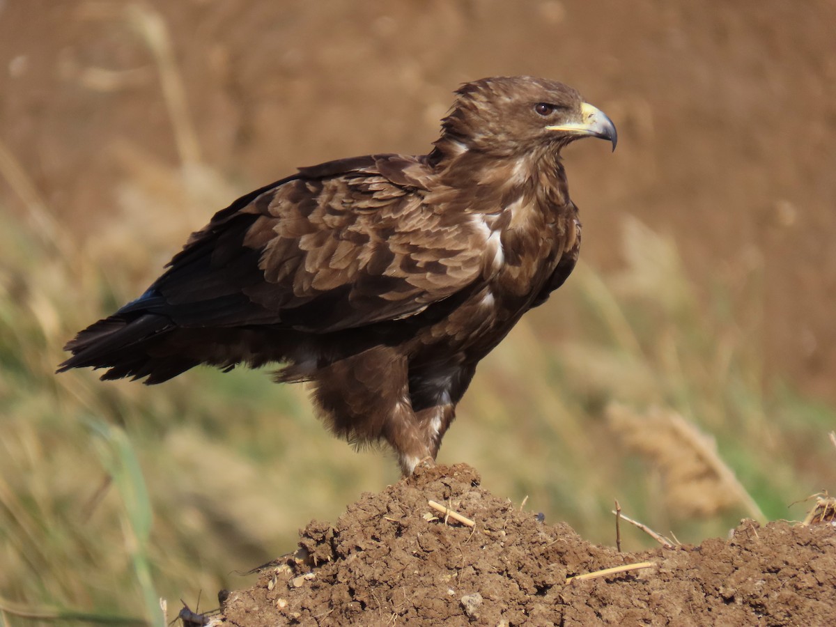Greater Spotted Eagle - ML646393434