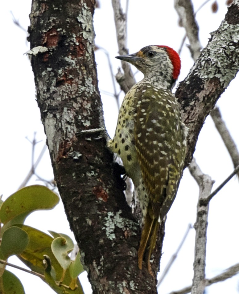 datel čabrakový [skupina cailliautii] - ML646393435