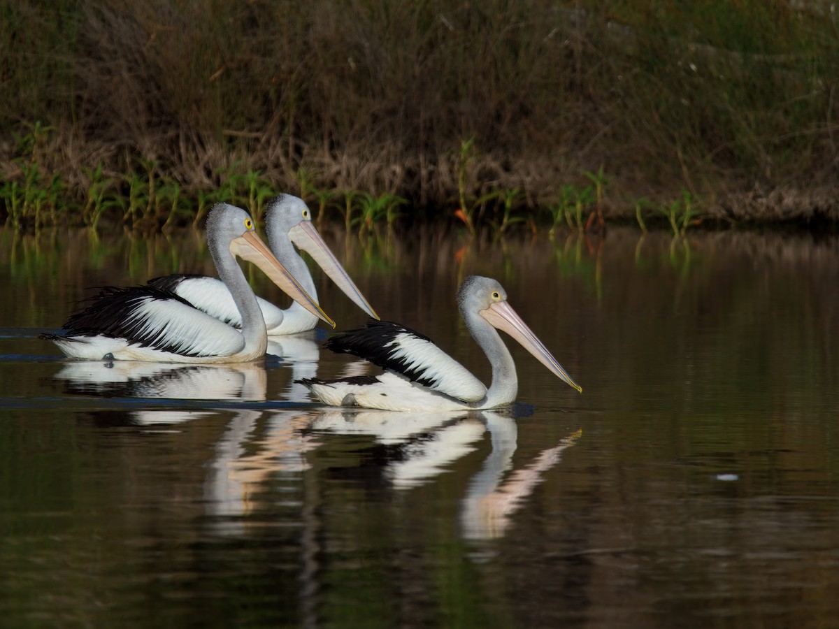 Australian Pelican - ML646393436