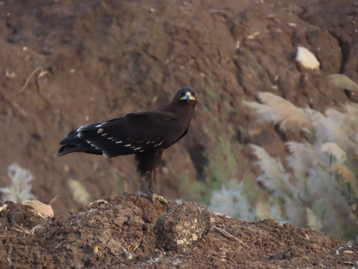Greater Spotted Eagle - ML646393438