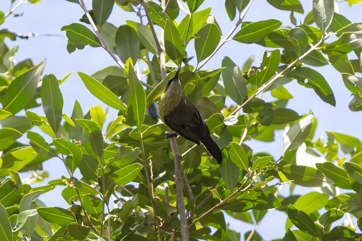 Bronze Sunbird - ML646393439